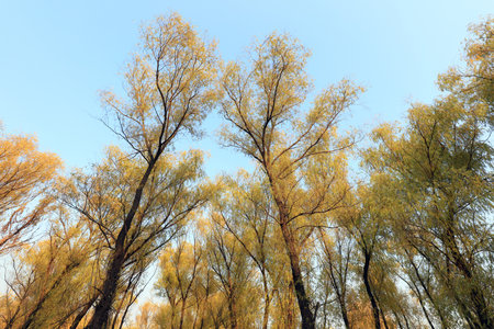 Willow tree crown in autumn