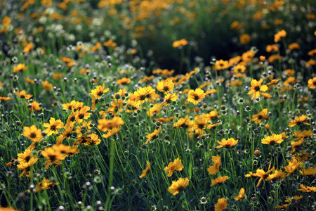 Blooming chrysanthemum in the parkの写真素材