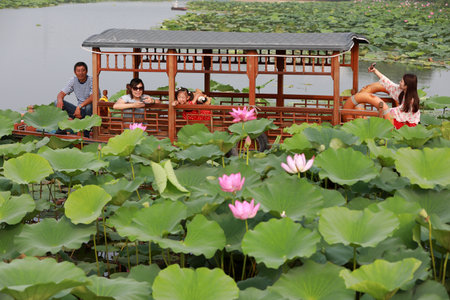 Luannan County, China-July 15, 2019: Tourists photograph lotus flowers on a cruise ship, Luannan County, Hebei Province, Chinaのeditorial素材