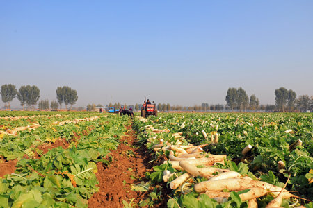 LUANNAN COUNTY, China-October 30, 2020: farmers harvest white radish on their farms, LUANNAN COUNTY, Hebei Province, Chinaのeditorial素材