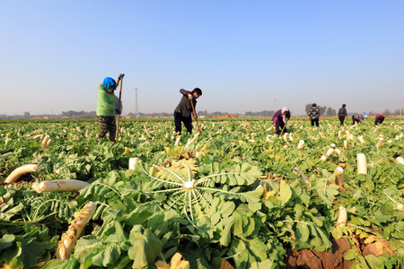 LUANNAN COUNTY, China-October 30, 2020: farmers harvest white radish on their farms, LUANNAN COUNTY, Hebei Province, Chinaのeditorial素材