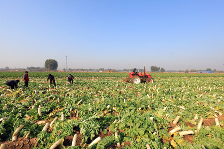 LUANNAN COUNTY, China-October 30, 2020: farmers harvest white radish on their farms, LUANNAN COUNTY, Hebei Province, Chinaのeditorial素材
