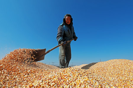 LUANNAN COUNTY, China-March 4, 2020: farmers drying corn seeds on farms, LUANNAN COUNTY, Hebei Province, Chinaのeditorial素材