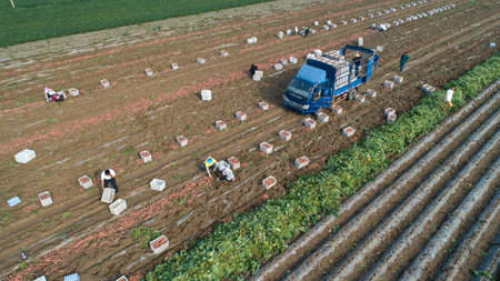 Farmers harvest sweet potato on a farm in Luannan County, Hebei Province, China. Aerial photographs.のeditorial素材