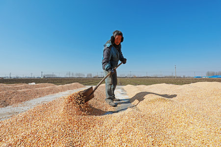 LUANNAN COUNTY, China-March 4, 2020: farmers drying corn seeds on farms, LUANNAN COUNTY, Hebei Province, Chinaのeditorial素材