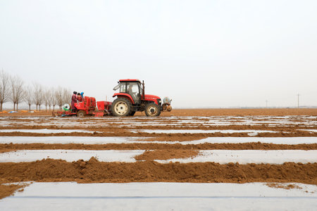 UANNAN COUNTY, China-March 6, 2020: Farmers use plastic film to cover potatoes in the farm, LUANNAN COUNTY, Hebei Province, Chinaのeditorial素材