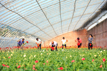 Luannan County, China-July 31, 2019: Flower growers are collecting African chrysanthemum in the garden, Luannan County, Hebei Province, Chinaのeditorial素材