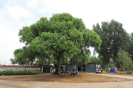 Luannan County, China-July 25, 2019: People relax and enjoy the cool under the willow trees, Luannan County, Hebei Province, Chinaのeditorial素材