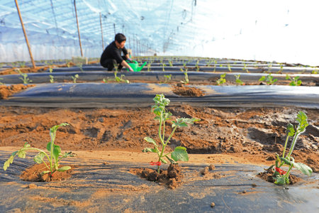 farmers managing watermelon seedlings in greenhouses, LUANNAN COUNTY, Hebei Province, Chinaのeditorial素材