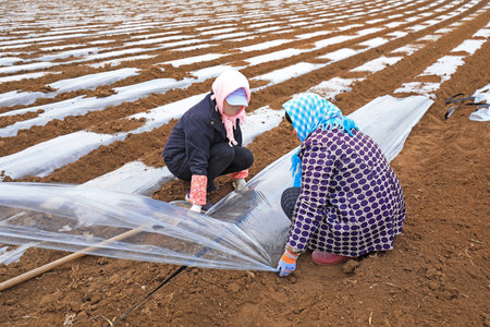 UANNAN COUNTY, China-March 6, 2020: Farmers grow potato covered with plastic film in the field,...