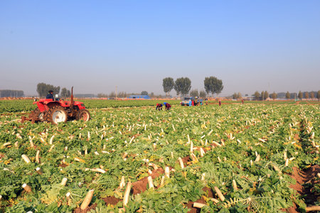 LUANNAN COUNTY, China-October 30, 2020: farmers harvest white radish on their farms, LUANNAN COUNTY, Hebei Province, Chinaのeditorial素材