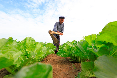 Luannan County-September 18, 2018: Farmers till and fertilize Chinese cabbage, Luannan County, Hebei Province, Chinaのeditorial素材