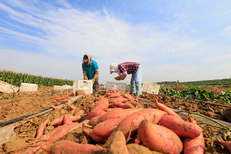 Luannan County-September 11, 2018: peasant woman harvesting sweet potatoes, Luannan County, Hebei Province, Chinaのeditorial素材