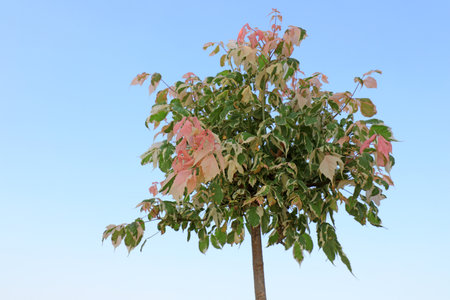 Green Plants in the Blue Sky Background