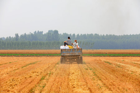 Luannan County, China-June 20, 2019: Vehicles loaded with wheat were driving in the fields, Luannan County, Hebei Province, Chinaのeditorial素材