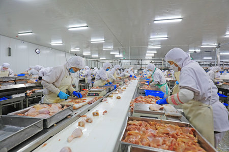 Luannan County, China-June 18, 2019: Workers are busy on the broiler processing line, Luannan County, Hebei Province, Chinaのeditorial素材