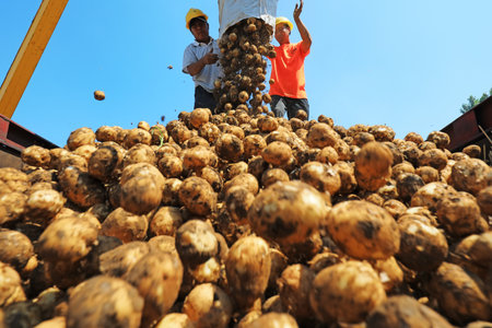 Luannan County, China-July 3, 2019: Farmers use cranes to transport potatoes, Luannan County, Hebei Province, China.のeditorial素材