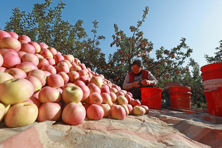 LUANNAN COUNTY, China-October 29, 2019: farmers sorting apples in orchards, LUANNAN COUNTY, Hebei Province, Chinaのeditorial素材