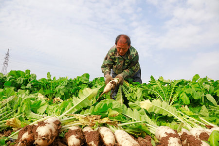 LUANNAN COUNTY, China-October 14, 2017: Farmers are harvesting turnips in the field on a farm, LUANNAN COUNTY, Hebei Province, Chinaのeditorial素材