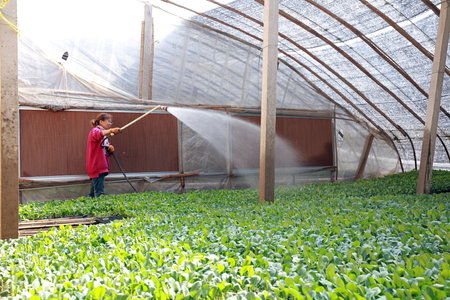 Luannan County-Feb. 13, 2019: Farmers water vegetable seedlings on a farm, Luannan County, Hebei Province, Chinaのeditorial素材