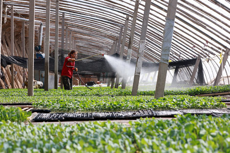 Luannan County-March 14, 2019: gardener watered the vegetable seedlings, Luannan County, Hebei Province, Chinaのeditorial素材
