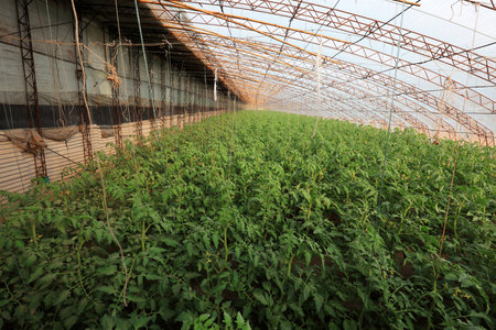 Tomato seedlings in greenhousesのeditorial素材