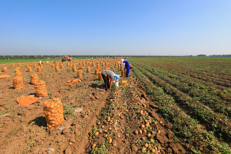 Farmers harvest potatoes in the fields, Luannan County, Hebei Province, China.の写真素材