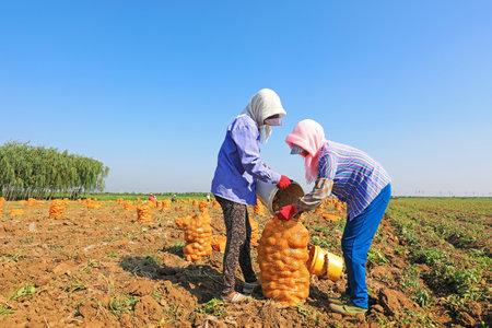 Farmers harvest potatoes in the fields, Luannan County, Hebei Province, China.の写真素材