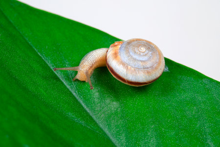 Snails on green leavesの写真素材