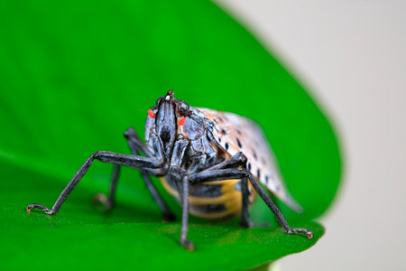 Wax cicadas in the wildの写真素材