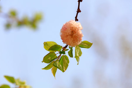 Apricot blossom in a park, North Chinaの写真素材