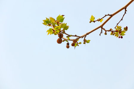 Platanus acerifolia branches in a botanical garden, North Chinaの写真素材