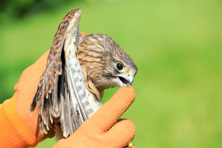 Wild Bird Rescue Workers Hold Red Falcon in Their Hands for Observation, Chinaの写真素材