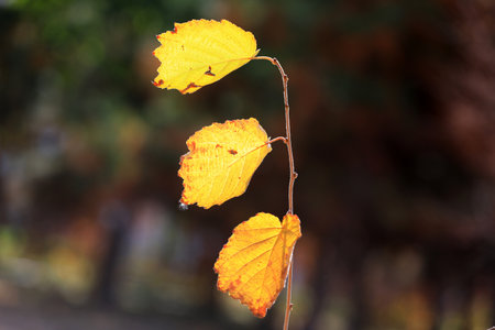 Yellow leaves on the branch