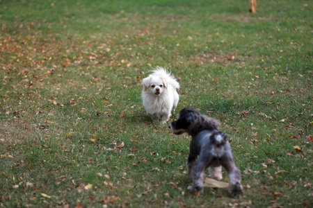 The pet dog plays in the parkの写真素材