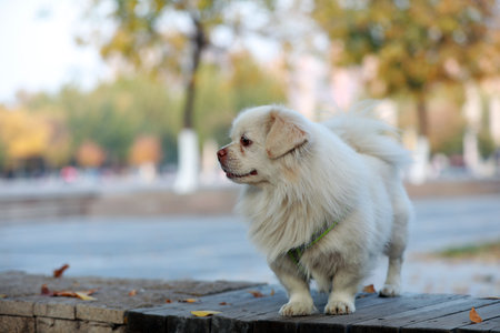 The pet dog plays in the parkの写真素材