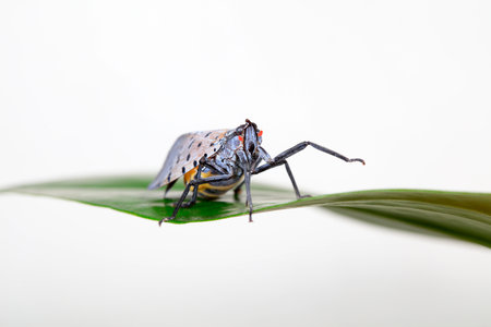 Wax cicadas in the wildの写真素材