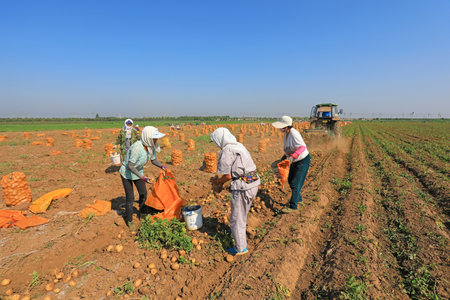 Luannan County, China-July 3, 2019: Farmers harvest potatoes in the fields, Luannan County, Hebei Province, China.のeditorial素材