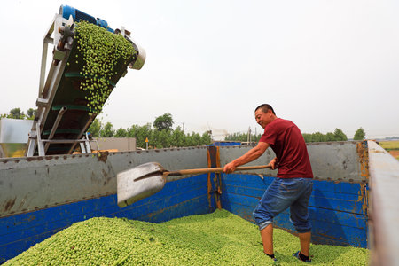 Luannan County-June 5, 2019: Farmers are threshing peas by machinery in the fields, Luannan County, Hebei Province, Chinaのeditorial素材