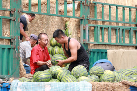 Luannan County, China-June 26, 2019: Farmers are harvesting watermelons on a farm, Luannan County, Hebei Province, China.のeditorial素材