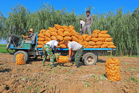 Luannan County, China-July 3, 2019: Farmers ship potatoes to farm cars, Luannan County, Hebei Province, China.のeditorial素材
