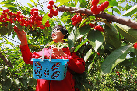 Luannan County-May 31, 2019: A lady is harvesting big cherries, Luannan County, Hebei Province,...