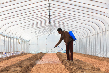 Luannan County-March 18, 2019: Sweet potatoes are piled together and sprayed with fungicides, Luannan County, Hebei Province, Chinaのeditorial素材
