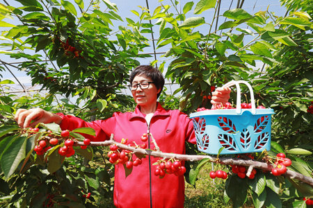Luannan County-May 31, 2019: A lady is harvesting big cherries, Luannan County, Hebei Province,...