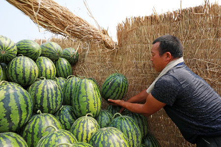 Luannan County, China-June 26, 2019: Farmer put watermelons in carriages, Luannan County, Hebei Province, China. Watermelon is the main crop cultivated by local farmers.のeditorial素材
