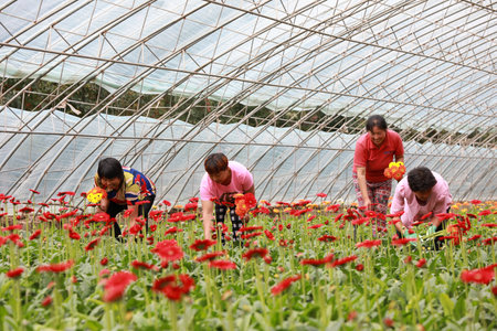 Luannan County, China-July 10, 2019: Workers gather African chrysanthemum flowers in a flower farm, Luannan County, Hebei Province, Chinaのeditorial素材