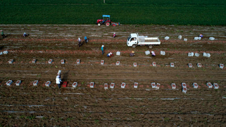 Farmers harvest sweet potato on a farm in Luannan County, Hebei Province, China. Aerial photographs.のeditorial素材