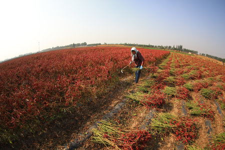 farmers harvest peppers in fields, LUANNAN COUNTY, Hebei Province, Chinaのeditorial素材