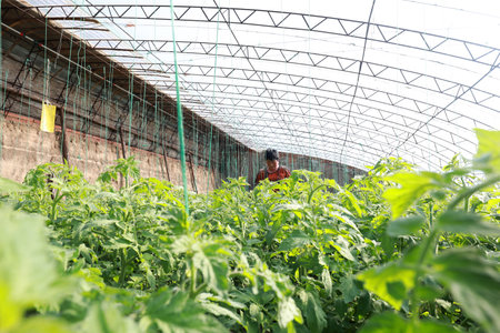 LUANNAN COUNTY-February 23, 2020: farmers tending tomatoes and vines in greenhouses, LUANNAN COUNTY, Hebei Province, Chinaのeditorial素材