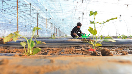 LUANNAN COUNTY, China-March 4, 2020: farmers managing watermelon seedlings in greenhouses, LUANNAN COUNTY, Hebei Province, Chinaのeditorial素材